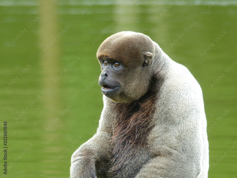 Common Woolly Monkey