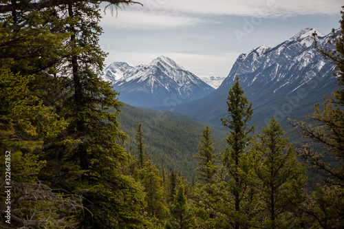 Forest landscape in Banff