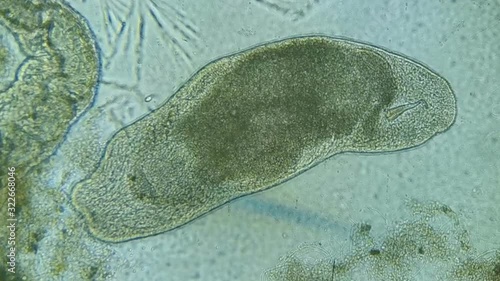 paramecium under a microscope background
