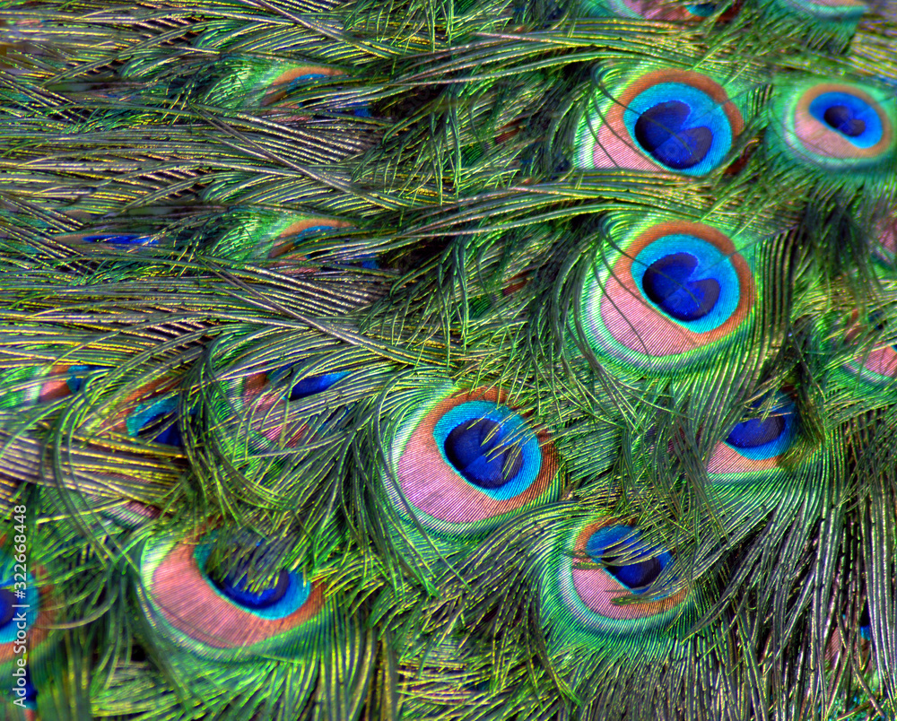 Fototapeta premium Background of Peacock Feathers WFT