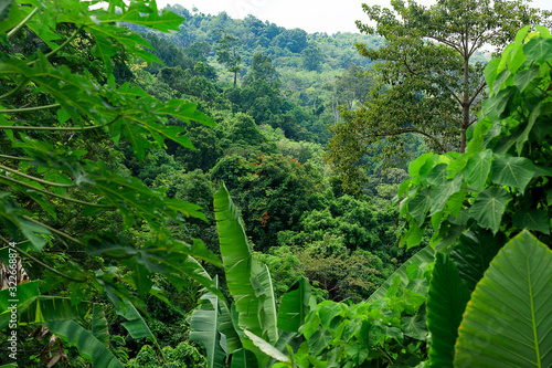 Tropical forest, trees in sunlight and rain