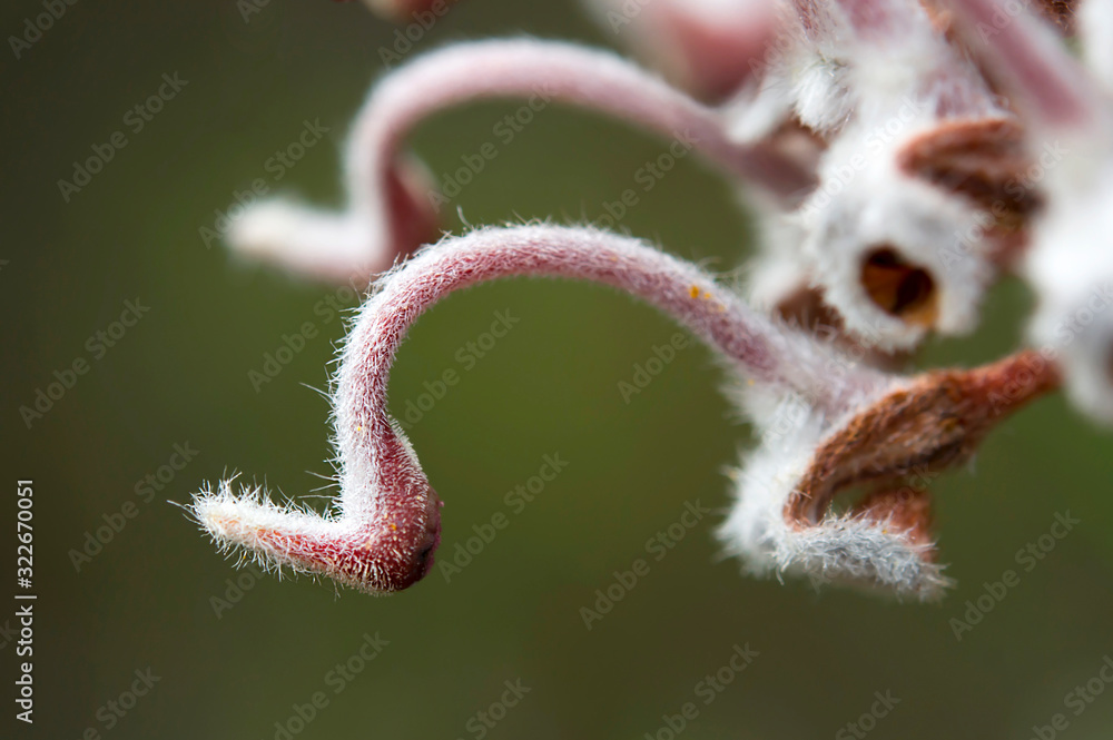 Grey Spider flower, Muogamarra Nature Reserve Australia Grey Spider flower, Muogamarra Nature Reserve Australia