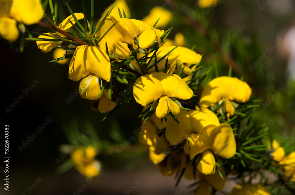 Fototapeta premium Rigid Bush Pea flowers, Muogamarra Nature Reserve Australia 
