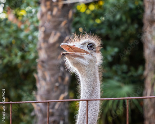 Primo piano ad uno Struzzo, Zoo di Pistoia