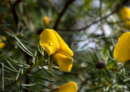 Rigid Bush Pea flowers, Muogamarra Nature Reserve Australia  © Gary