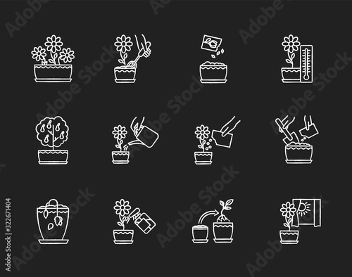 Houseplant care chalk white icons set on black background. Indoor gardening steps. Repotting, spraying plants. Planting flower seeds. Watering, fertilizing. Isolated vector chalkboard illustrations