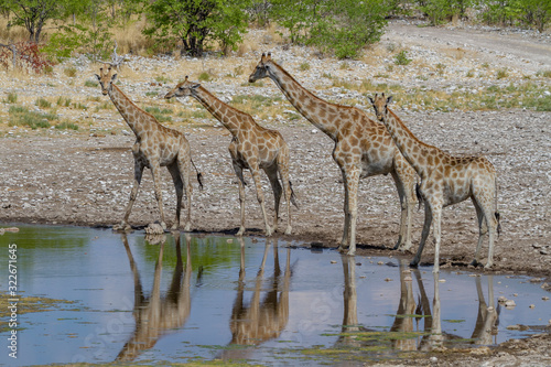 Giraffen   Giraffa  im Etosha National Park
