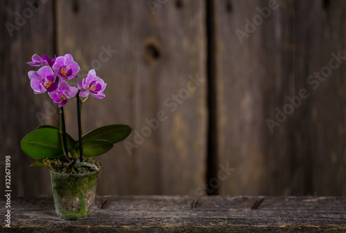Small purple Phalenopsis on the rustic wooden table