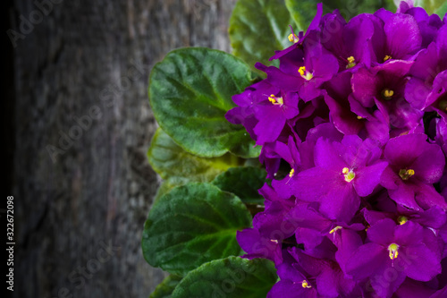 purple african violet on the wooden table