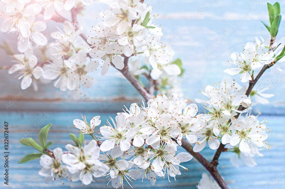 Obraz premium Cherry blossoms on a blue wooden background.. The beginning of spring.