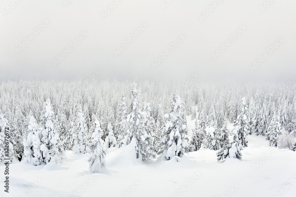 winter mountain landscape - snowy forest in a frosty haze winter mountain landscape - snowy forest in a frosty haze