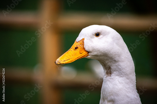 White Duck
