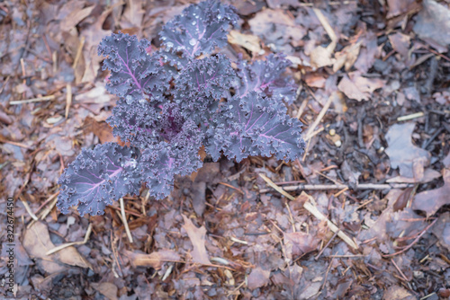 Top view young red Russian kale plant with water drops on beautiful curl leaves