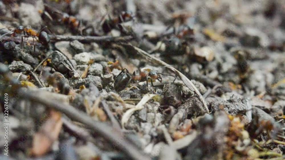Ants in an anthill in the woods. A close-up. Macro. Ants in an anthill in the woods. A close-up. Macro.