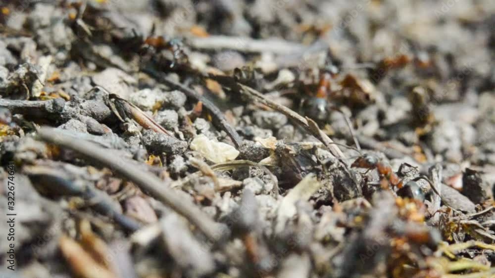 Ants in an anthill in the woods. A close-up. Macro. Ants in an anthill in the woods. A close-up. Macro.