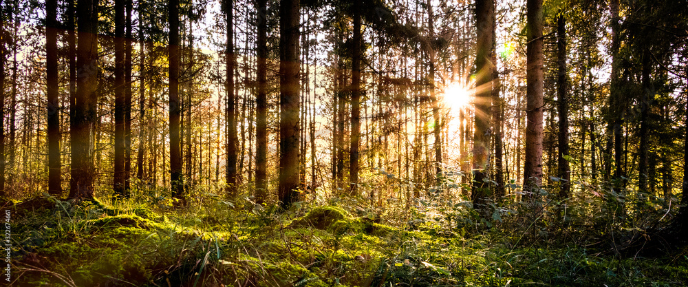 Naklejka premium Sunbeams through the trees, France, D3dec