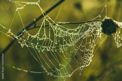 Close-up of a web with dew drops. Morning spring photo in nature