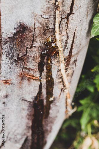 tree wax resin close-up shot with wattle tree trunk and ivy next to it