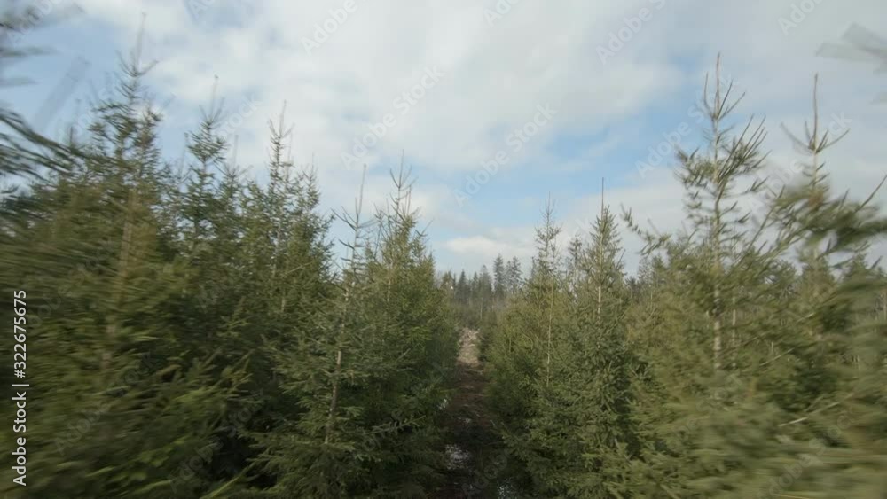 smooth shot in a fir tree plantation flying in close proximity to evergreen trees smooth shot in a fir tree plantation flying in close proximity to evergreen trees