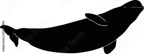 Beluga