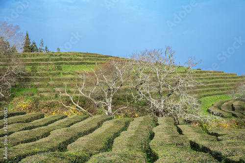Harvest landscape view of the oldest tea plantation in Europe at Gorreana farm field in Sao Miguel sland, Azores, Portugal