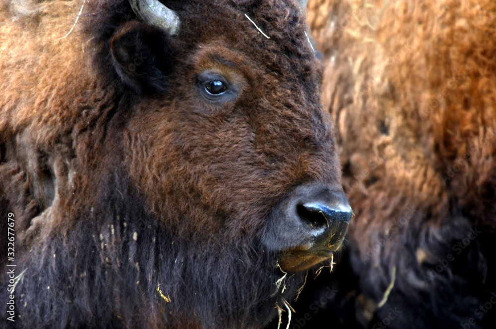 Closeup of American Bison Head WFT Closeup of American Bison Head WFT