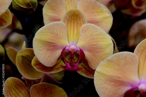 orchid © Eva