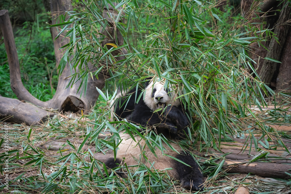 Fototapeta premium Giant panda eating bamboo leaves