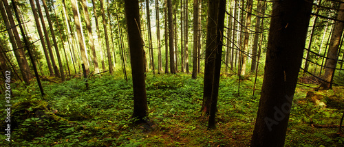 forest near the village Dzembronya in the Ukrainian Carpathians