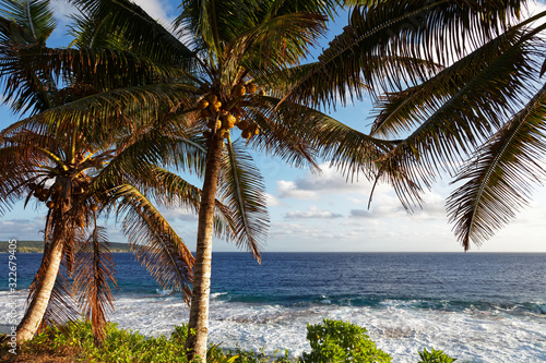 Coconut palms on the south Pacific tropical island of Niue.