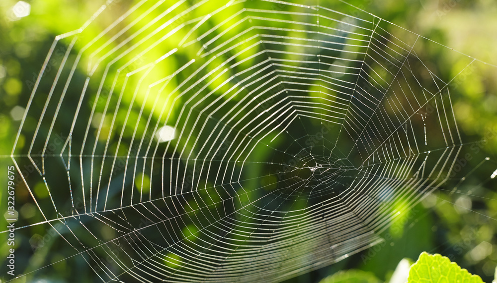 Spider web on green background Spider web on green background