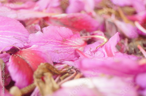 Bauhinia petals falling on the ground