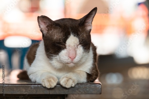 Stray cat sat asleep on a wooden table.