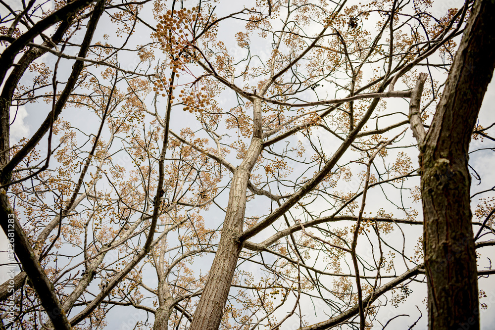 Obraz premium Winter trees forgot their leaves