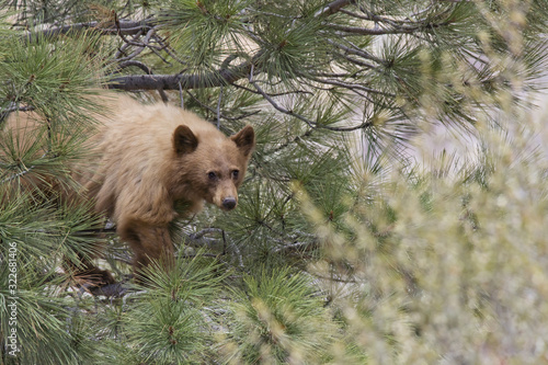 Brown bear in Tree looking at Camera - closeup