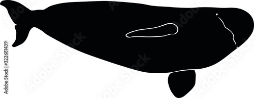 Beluga