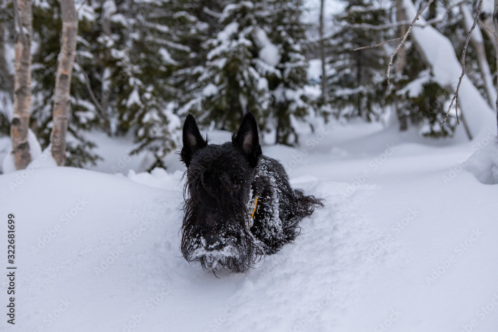 Naklejka premium Frozen scottish terrier dog plays in the cold snow in the forest in winter