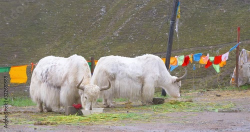 Yak eating grass in Laji Shan Qinghai Province China. photo