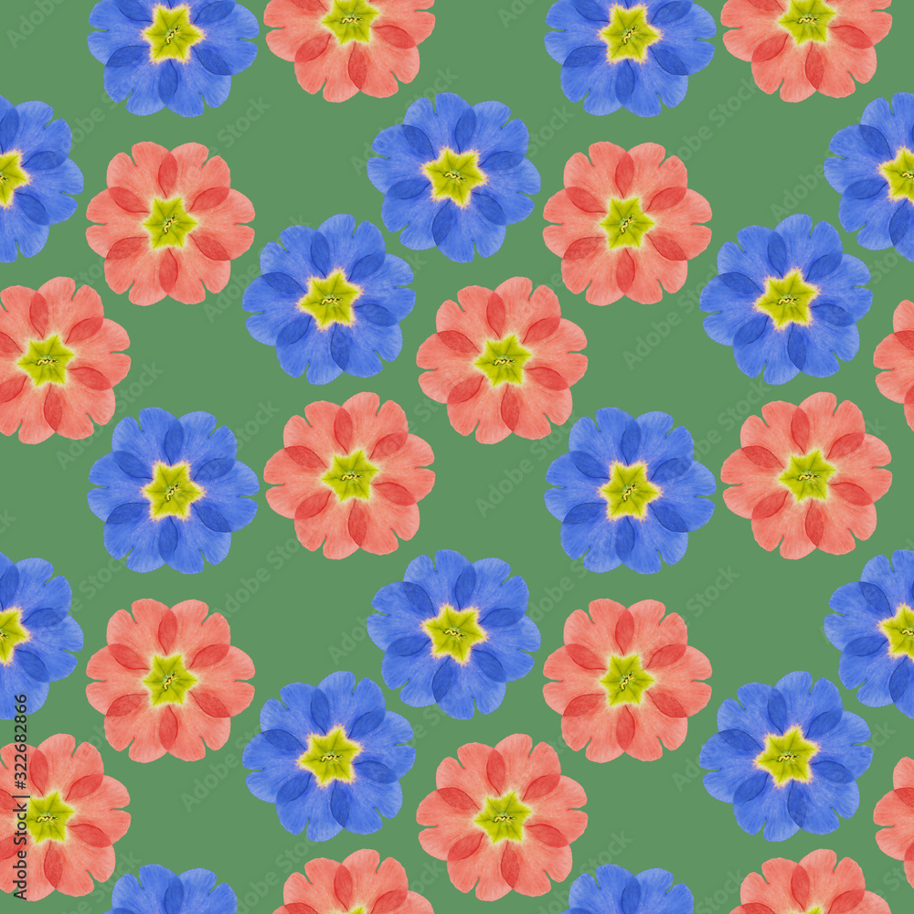 Primula, primrose. Illustration, texture of flowers. Seamless pattern for continuous replication. Floral background, photo collage for textile, cotton fabric. For use in wallpaper, covers