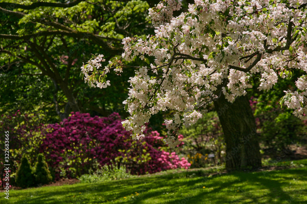Apple-tree in park with rhododendron on background Apple-tree in park with rhododendron on background