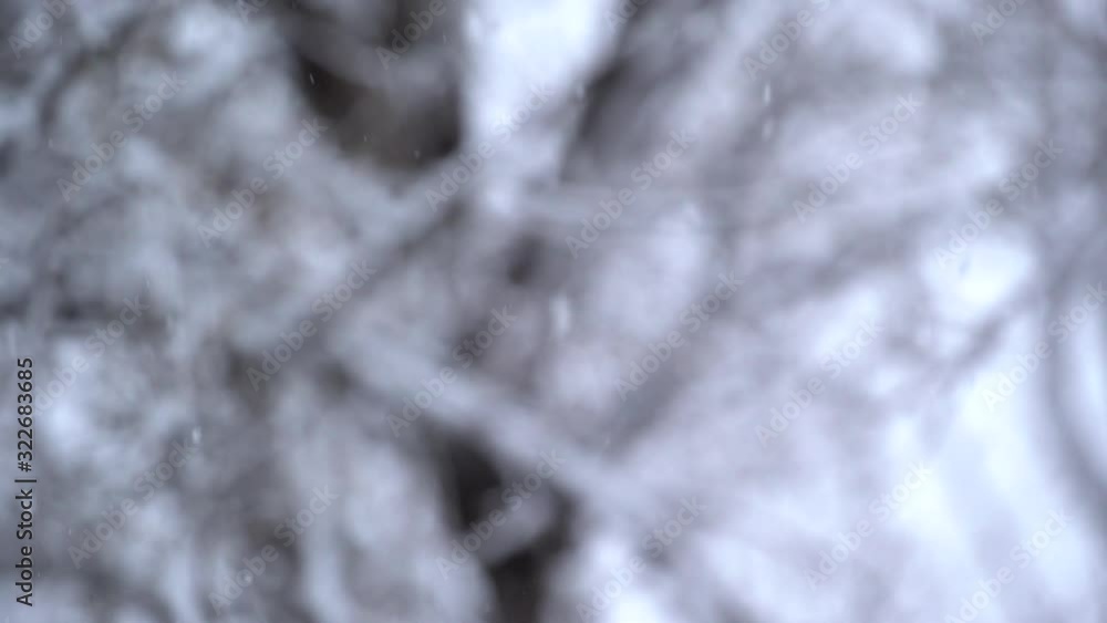 Bright Snowflakes falling Slow in a Wooded Area in the Winter Bright Snowflakes falling Slow in a Wooded Area in the Winter