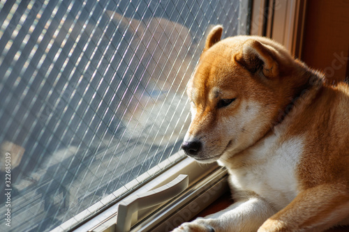 留守番をする柴犬 photo