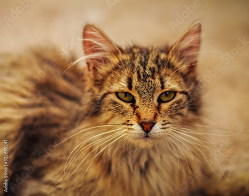 Wallpaper Mural cat Torontodigital.ca