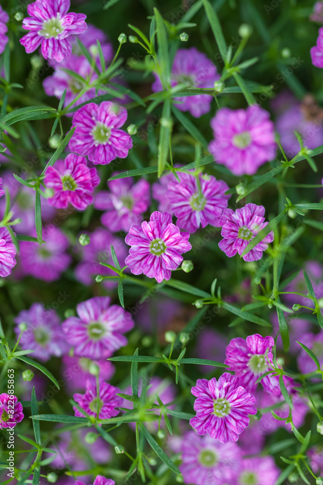 Fototapeta premium Blooming purple flower with dewdrops and green leaves，Cuphea hookeriana Walp.