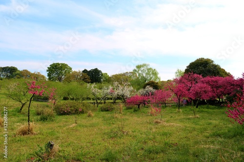 桃の花　菊桃　空　公園　風景　茨城 © green7