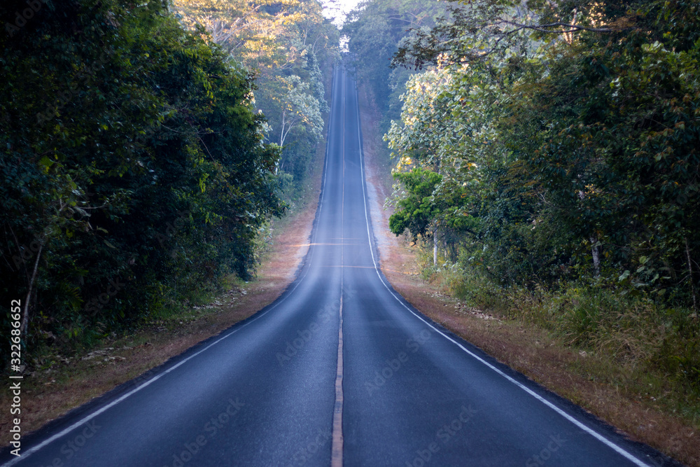 Fototapeta premium road in the forest