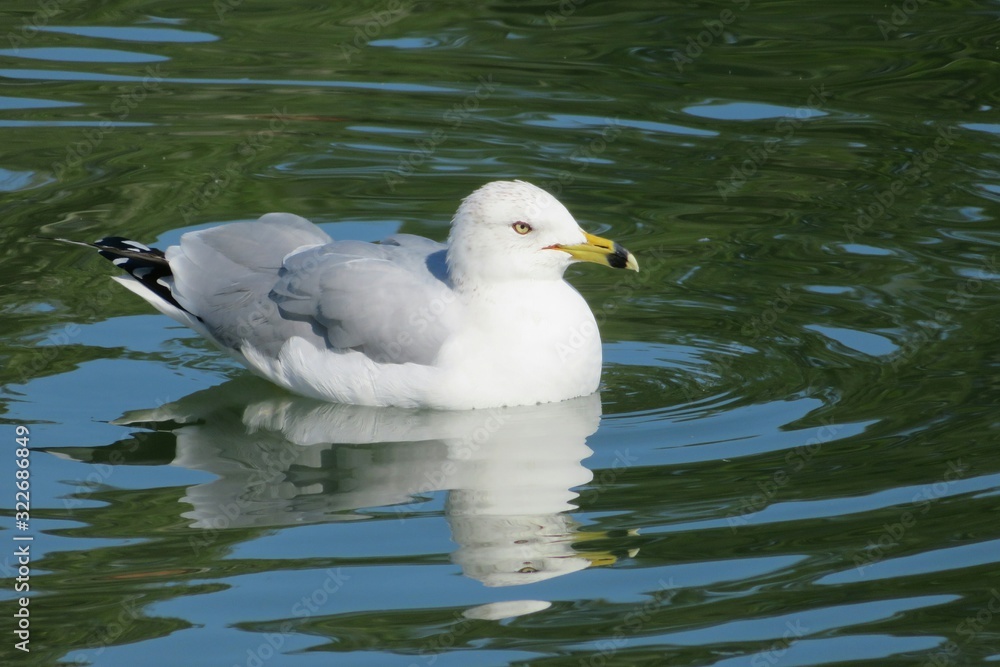 Seagull swimming in Florida river, closeup 