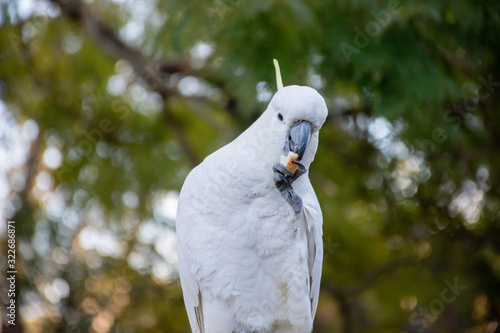 Curious sulphur-crested cockatoo with piece of bread in its beak