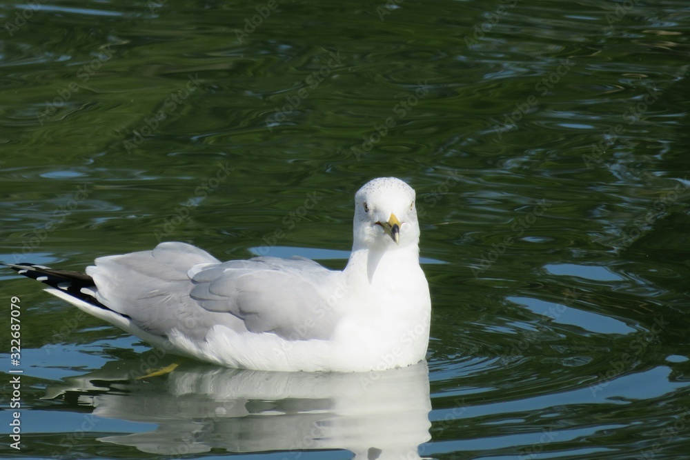 Seagull swims in Florida river, closeup 