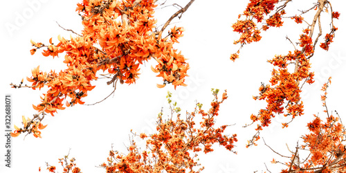 Butea Monosperma or palash flower of southeast asia on white background. Plaso monosperma, Butea frondosa, Erythrina monosperma. photo